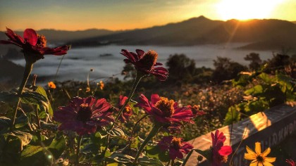 215659 215659 good morning flowers